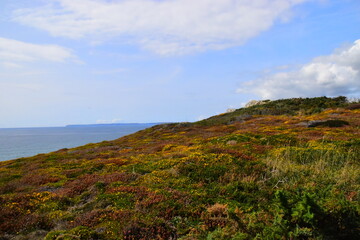 高一生物《细胞的分化》教学设计